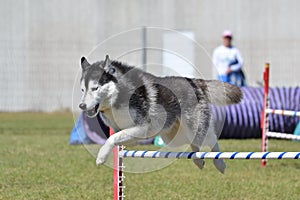 Siberian Husky at a Dog Agility Trial photo