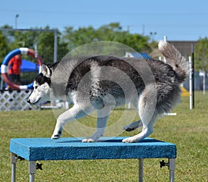 Siberian Husky at Dog Agility Trial photo