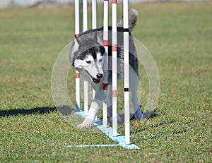Siberian Husky at Dog Agility Trial photo