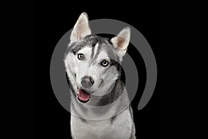 Siberian Husky Dog on Black Background