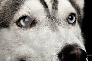 Siberian Husky Dog on Black Background