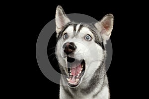 Siberian Husky Dog on Black Background