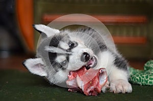 Siberian husky dog black and white chewing a fresh meat bone beef natural feeding photo