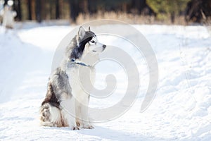 Siberian Husky dog black and white colour in winter