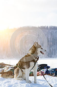 Siberian Husky dog black and white colour in winter sitting in the snow.