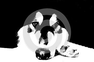 Siberian Husky dog in black and white tone