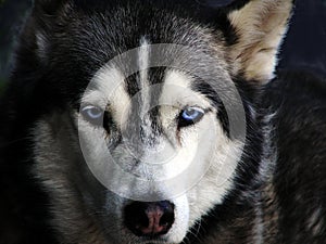 A siberian husky dog with blue eyes