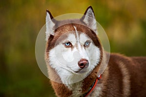 Siberian Husky dog with blue eyes in collar, Siberian Husky dog face sled dog, green background