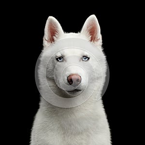 Siberian Husky Dog with blue eyes on Isolated Black Background