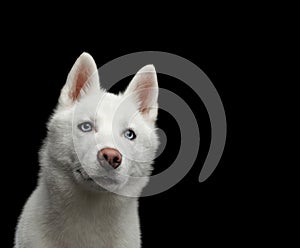 Siberian Husky Dog with blue eyes on Isolated Black Background