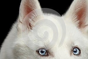 Siberian Husky Dog with blue eyes on Isolated Black Background