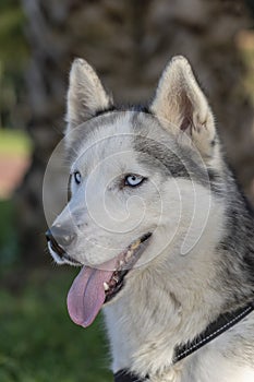 Siberian husky dog with blue eyes sits and looks, outdoors in nature on a sunny day, close up