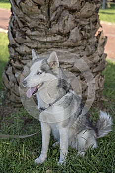 Siberian husky dog with blue eyes sits and looks, outdoors in nature on a sunny day, close up