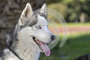 Siberian husky dog with blue eyes sits and looks, outdoors in nature on a sunny day, close up