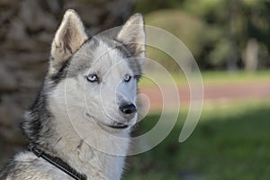 Siberian husky dog with blue eyes sits and looks, outdoors in nature on a sunny day, close up