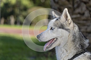 Siberian husky dog with blue eyes sits and looks, outdoors in nature on a sunny day, close up