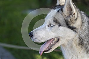 Siberian husky dog with blue eyes sits and looks, outdoors in nature on a sunny day, close up