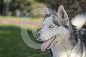 Siberian husky dog with blue eyes sits and looks, outdoors in nature on a sunny day, close up