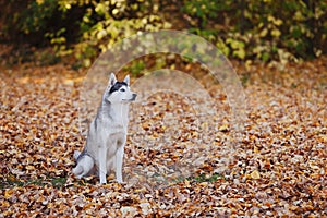 Siberian husky dog with blue eyes sitting in autumn park