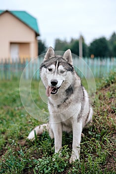 Siberian husky dog with blue eyes stands and looks ahead. Bright green trees and grass are on the background