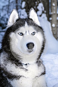 Siberian husky dog with blue eyes on walk in winter park