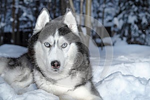 Siberian husky dog with blue eyes on walk in winter park. Dog is lying on the snow