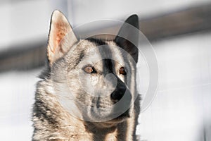 Siberian husky dog in cage. The dog is sitting, bored, waiting, watching into sun