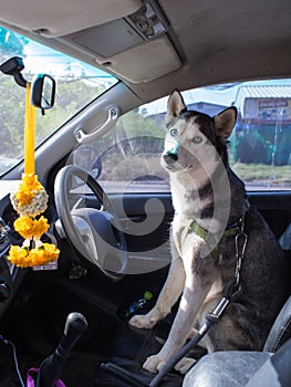 Siberian Husky Dog in The Car
