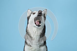 A Siberian Husky dog catches a treat against a soft blue sky-like background.