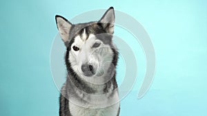 A Siberian Husky dog catches a treat against a soft blue sky-like background.