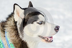 Siberian husky dog close up outdoor face portrait. Sled dogs race training in cold snow weather. Strong, cute and fast purebred