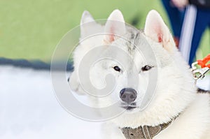 Siberian husky dog close up outdoor face portrait. Sled dogs race training in cold snow weather. Strong, cute and fast purebred