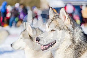 Siberian husky dog close up outdoor face portrait. Sled dogs race training in cold snow weather. Strong, cute and fast purebred