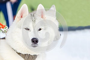 Siberian husky dog close up outdoor face portrait. Sled dogs race training in cold snow weather. Strong, cute and fast purebred