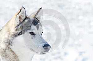 Siberian husky dog close up outdoor face portrait. Sled dogs race training in cold snow weather. Strong, cute and fast purebred