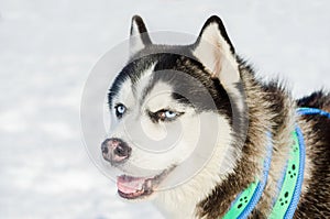 Siberian husky dog close up outdoor face portrait. Sled dogs race training in cold snow weather. Strong, cute and fast purebred