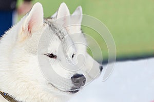 Siberian husky dog close up outdoor face portrait. Sled dogs race training in cold snow weather. Strong, cute and fast purebred