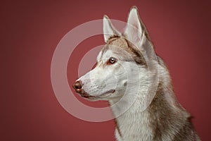 Siberian Husky dog. Close-up portrait