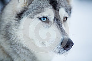 Siberian husky dog closeup photo