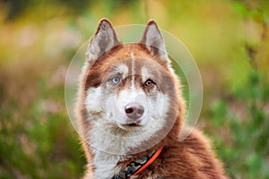 Siberian Husky dog in collar with, ginger and white Siberian Husky sled dog, green nature background