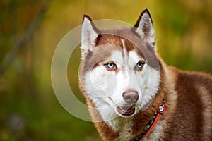 Siberian Husky dog in collar with open mouth, Siberian Husky dog muzzle sled dog, green background