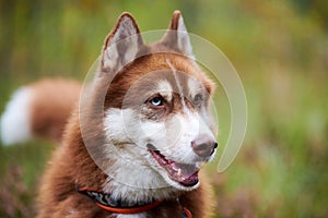 Siberian Husky dog in collar with open mouth, Siberian Husky dog muzzle sled dog, green background