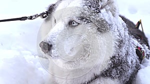 Siberian husky dog in deep snow