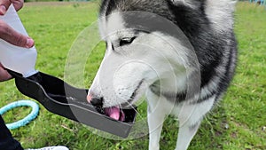 Siberian Husky Dog Drinking Water