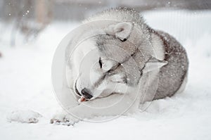 Siberian husky dog grey and white chewnig a bone portrait in the snow meadow
