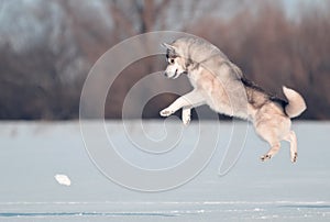 Siberian husky dog grey and white jumps in the snow meadow photo