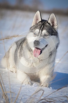 Siberian husky dog grey and white laying on the snow meadow field