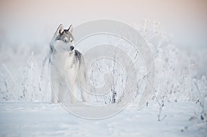 Siberian husky dog grey and white portrait in the snow meadow photo
