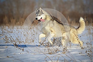 Siberian husky dog grey and white running in the snow meadow