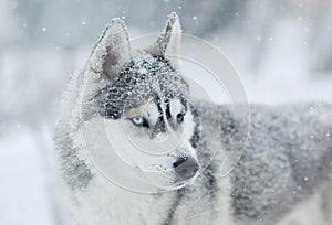 Siberian husky dog grey and white snow on the head wondering portrait in the snow meadow photo